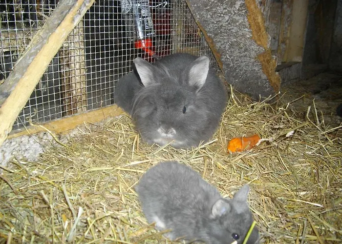 Moser Homestay szállás *