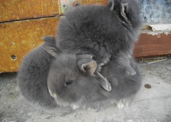 Homestay szállás Moser Bad Gastein